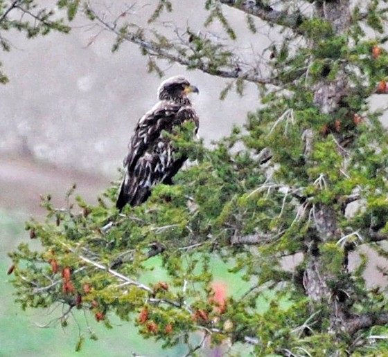 Bald Eagle - ML618163740