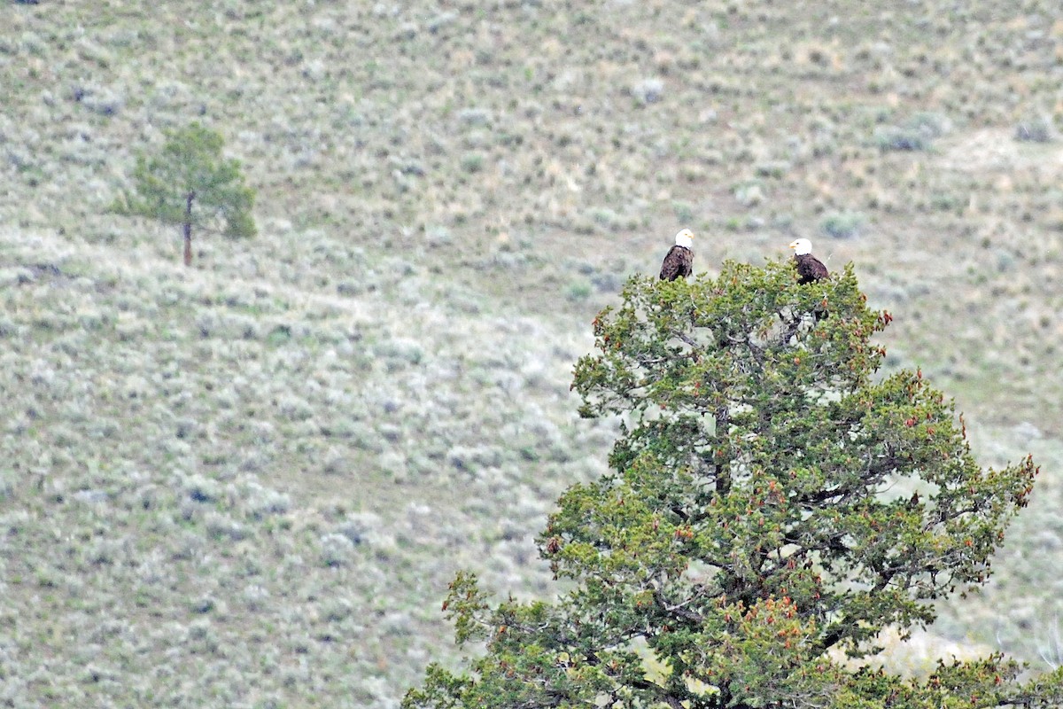 Bald Eagle - ML618163741