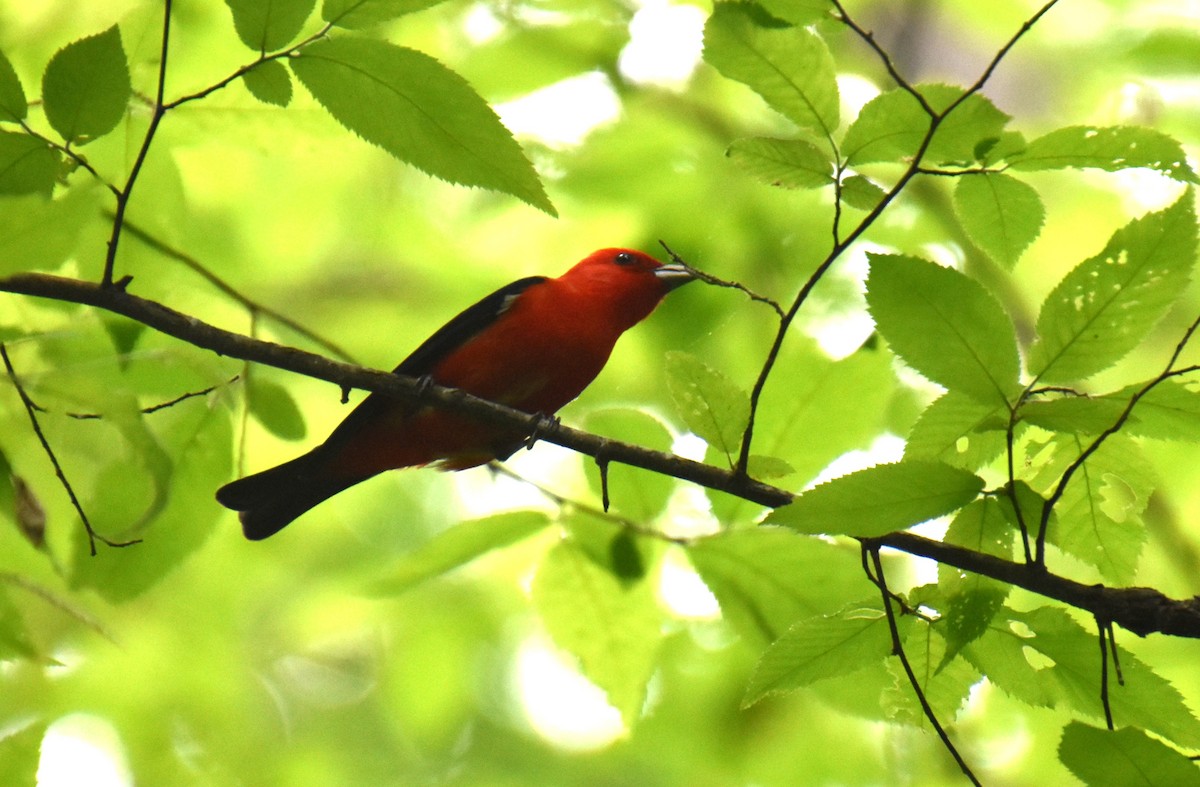 Scarlet Tanager - ML618163751