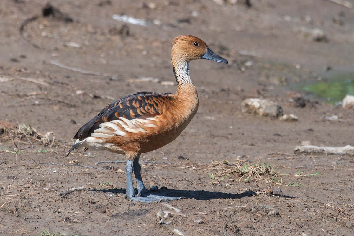 Fulvous Whistling-Duck - Nicolas Mazzini