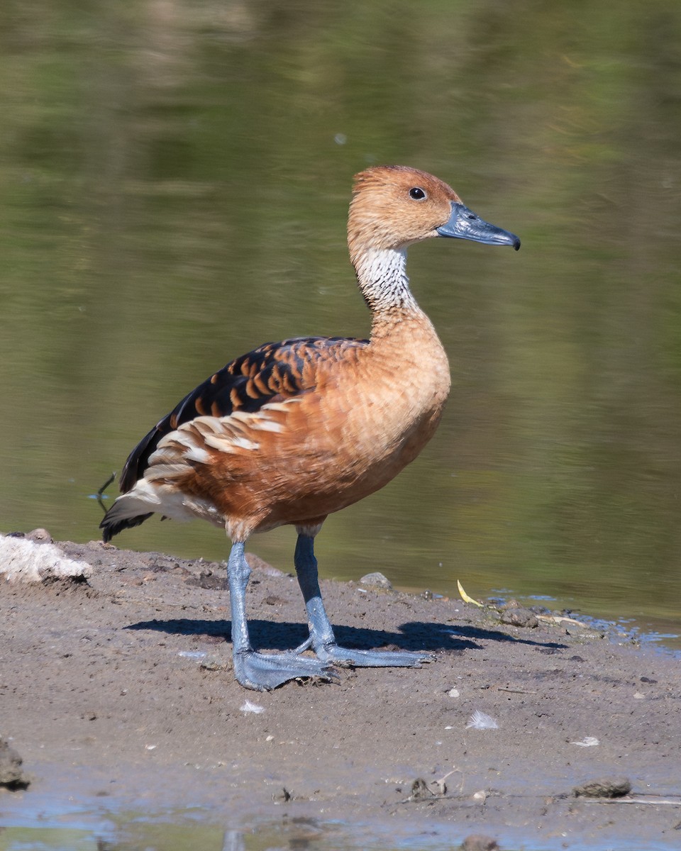 Fulvous Whistling-Duck - Nicolas Mazzini