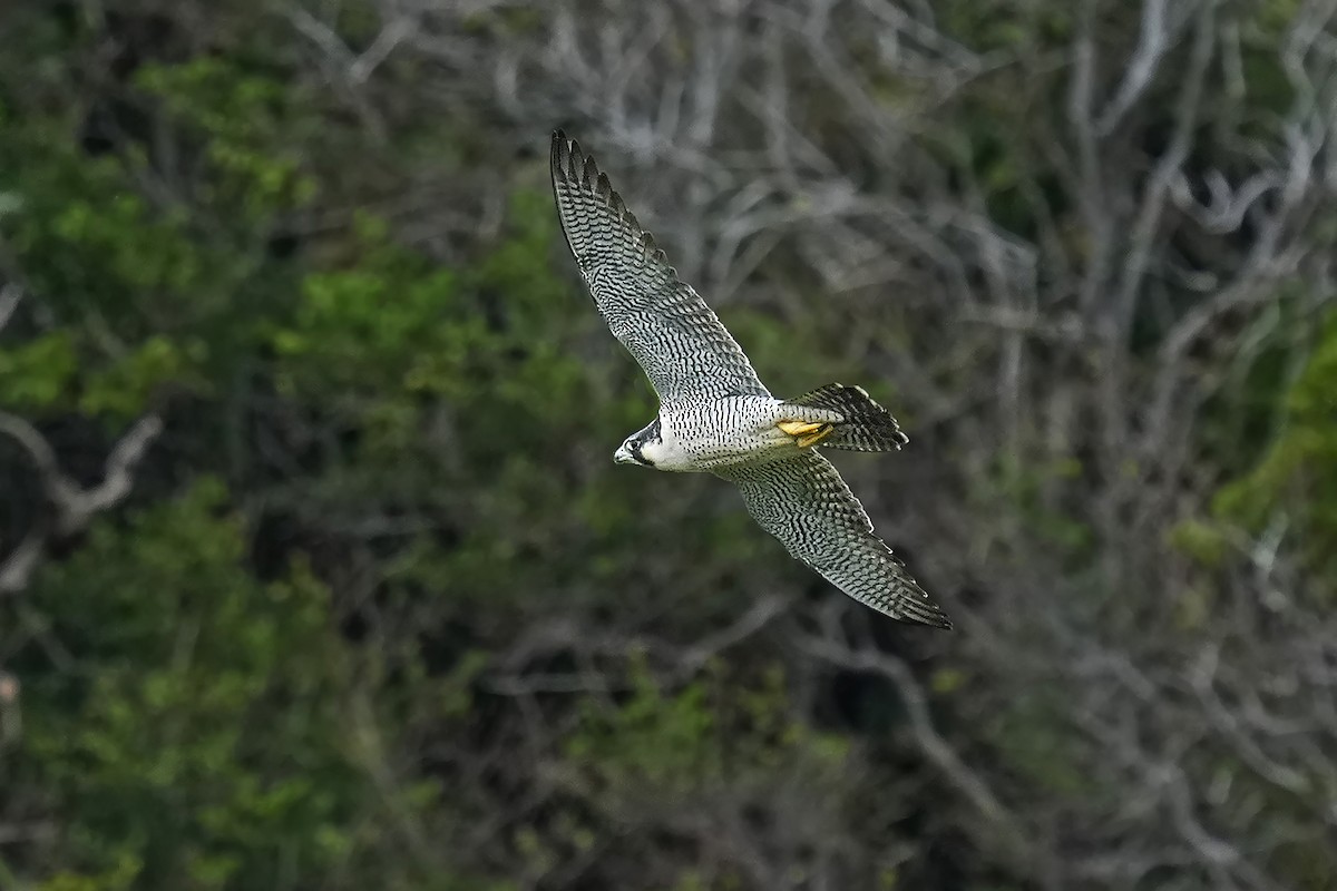 Peregrine Falcon - Alan Lenk