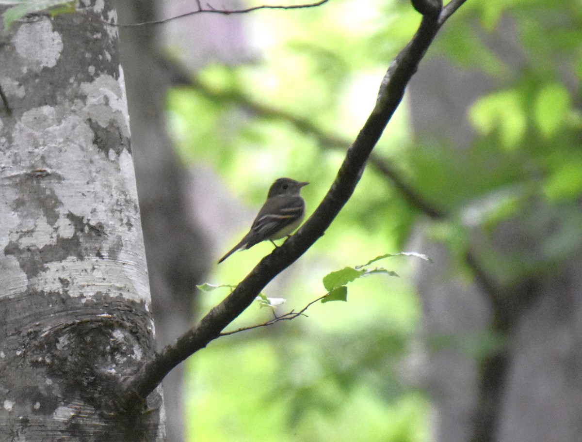 Acadian Flycatcher - Duncan  Fraser