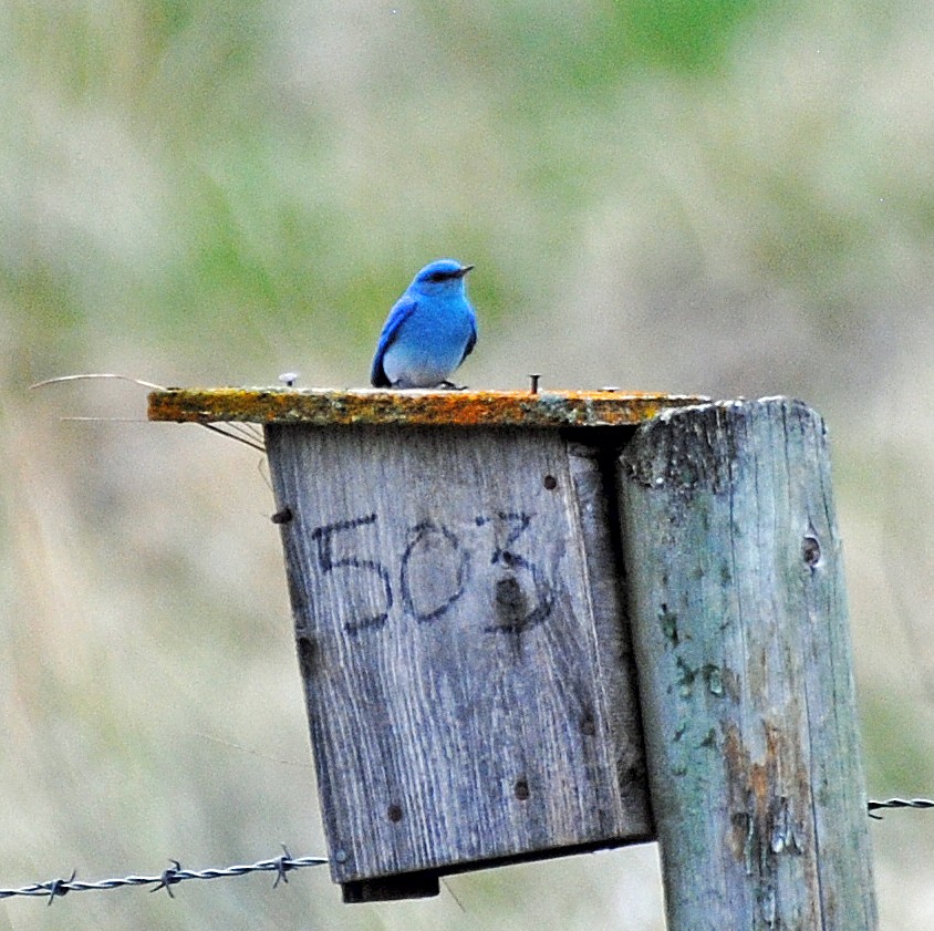 Mountain Bluebird - ML618163764