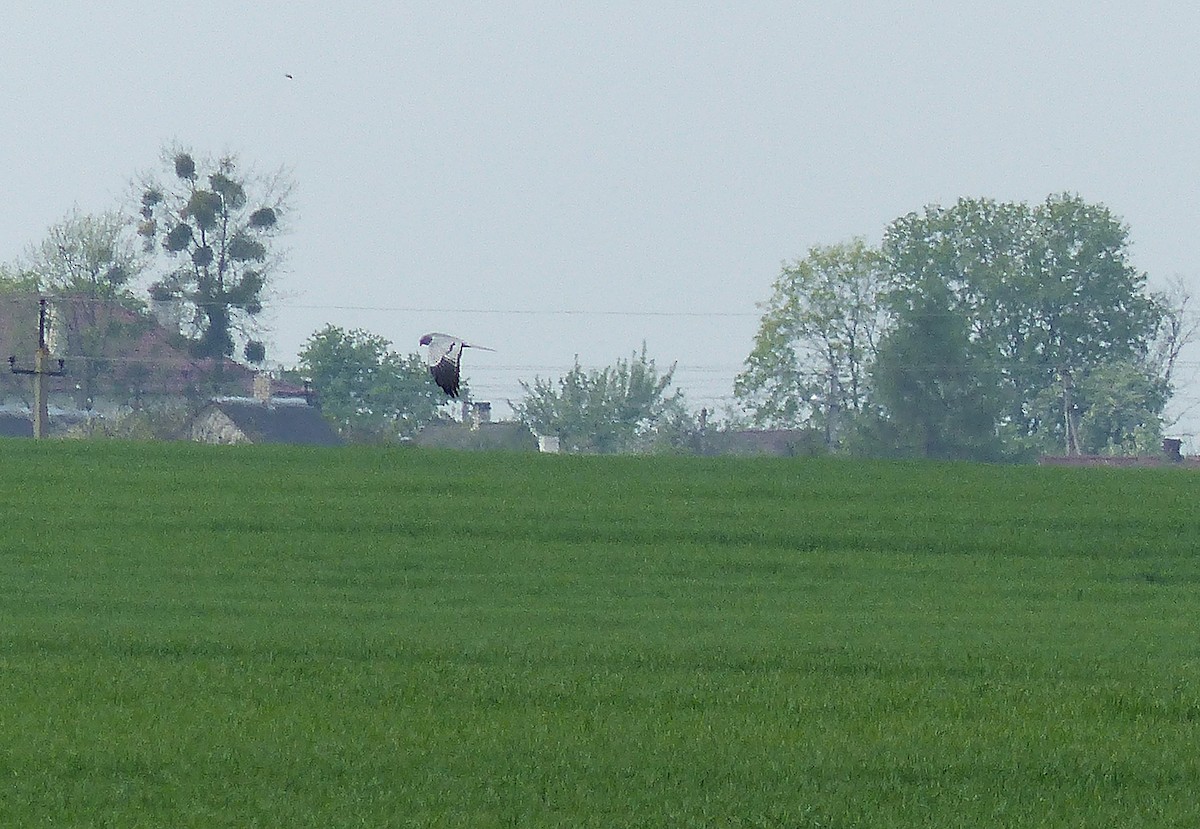 Montagu's Harrier - ML618163779