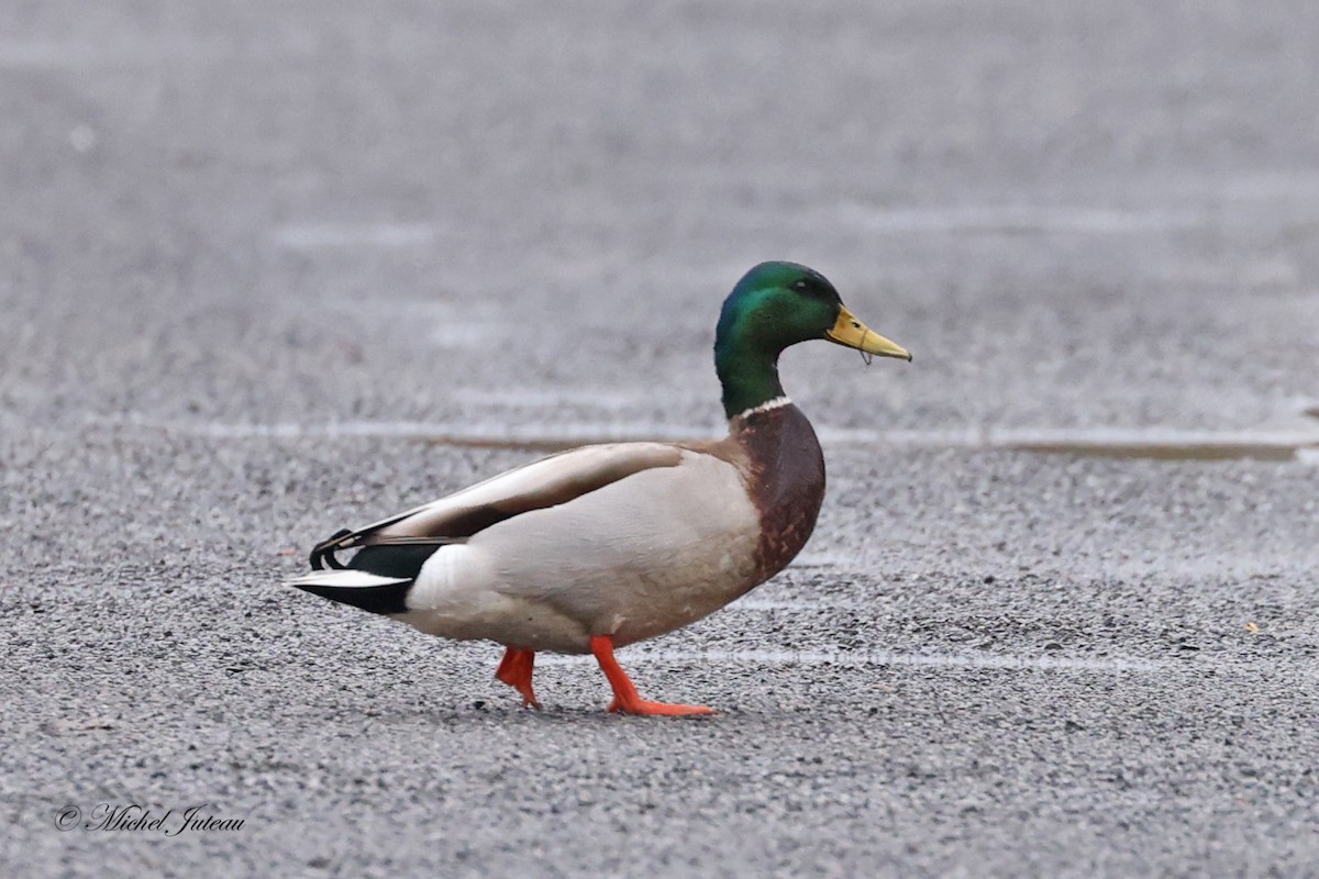 Mallard - Michel Juteau