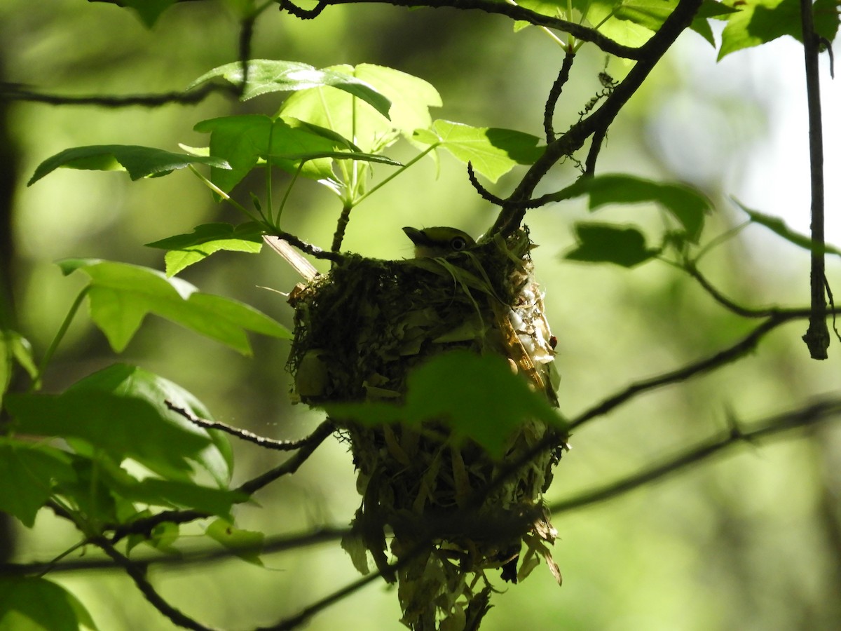 White-eyed Vireo - Chloe Gudhart