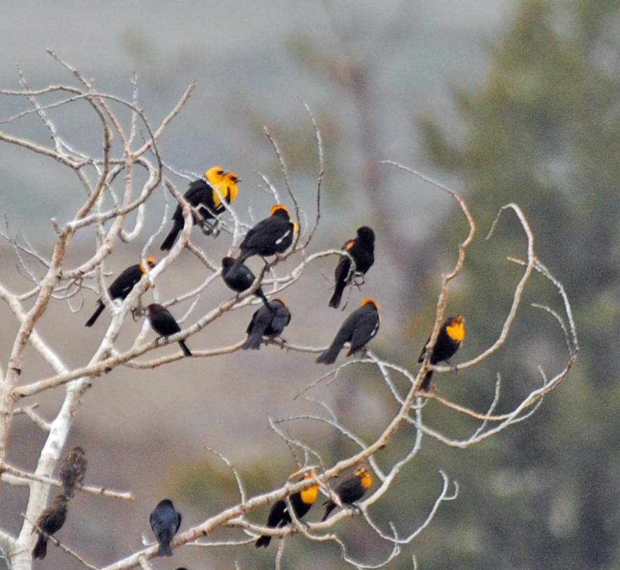 Yellow-headed Blackbird - R DeYoung