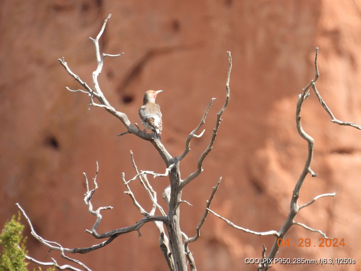 Northern Flicker (Red-shafted) - Joyce Michael