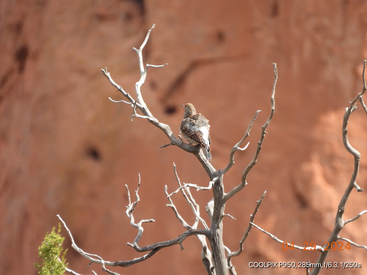 Northern Flicker (Red-shafted) - Joyce Michael