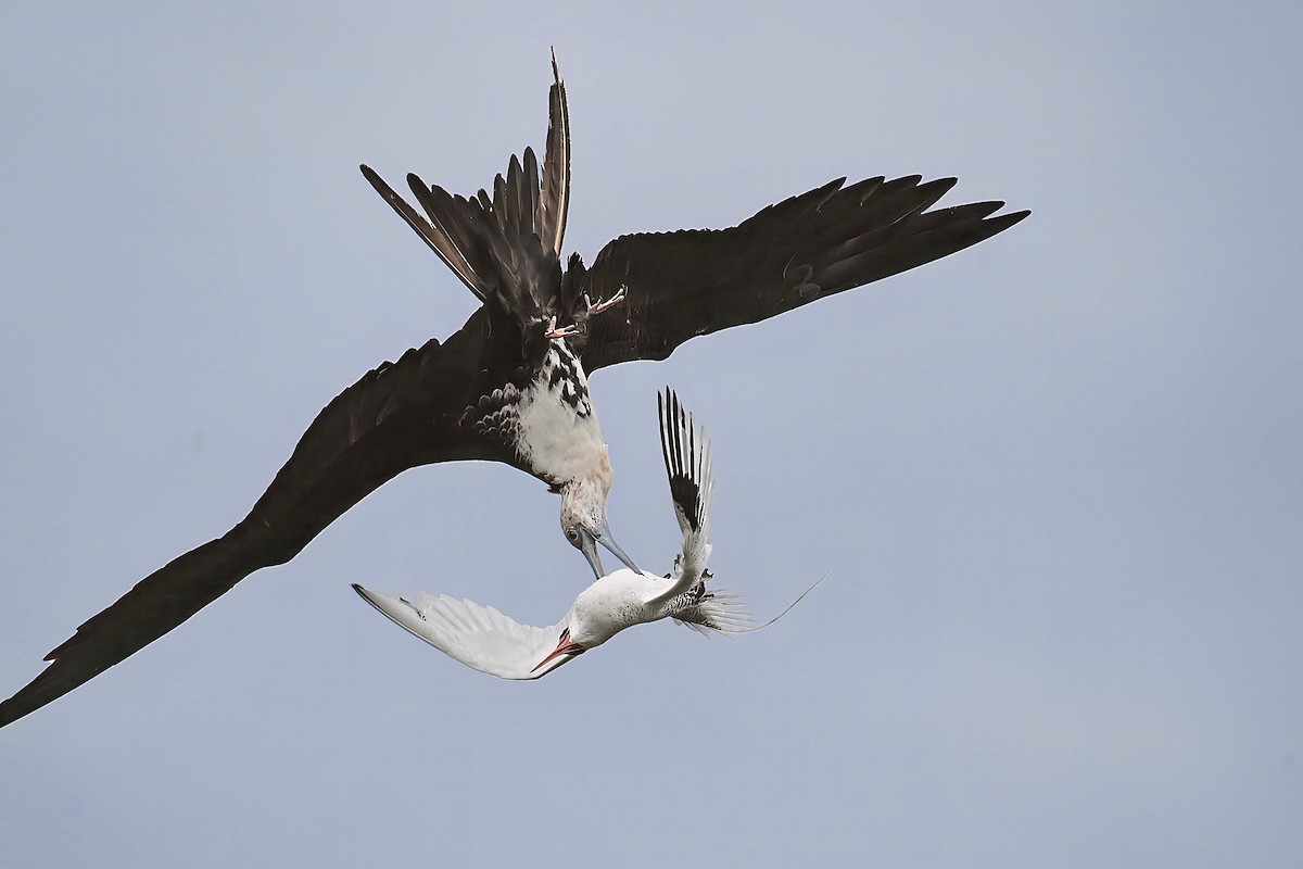 Magnificent Frigatebird - ML618163795