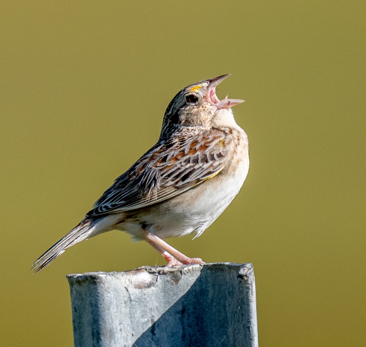 Grasshopper Sparrow - Annie Flower