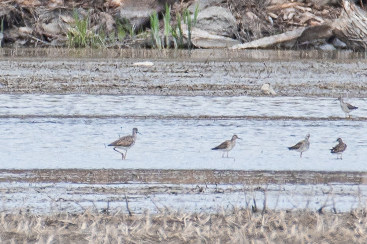 Lesser Yellowlegs - Martin Tremblay