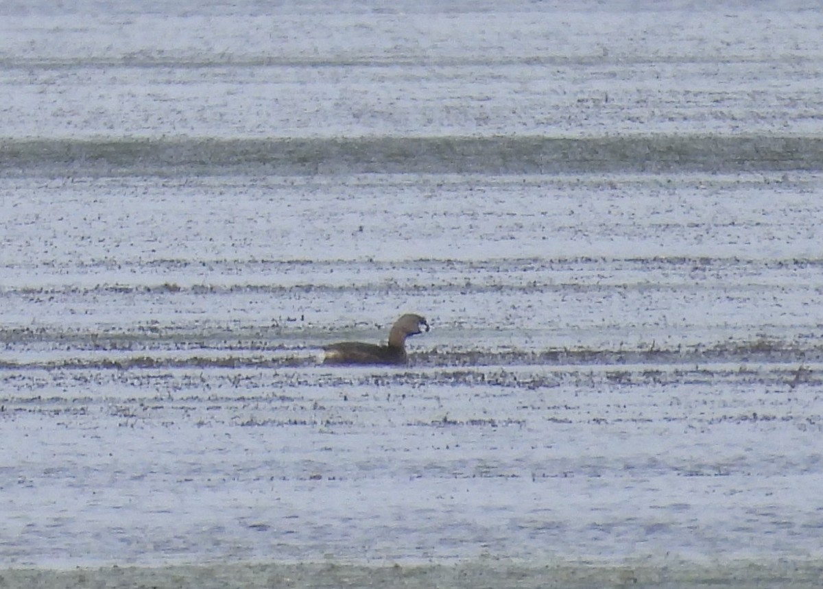 Pied-billed Grebe - ML618163821