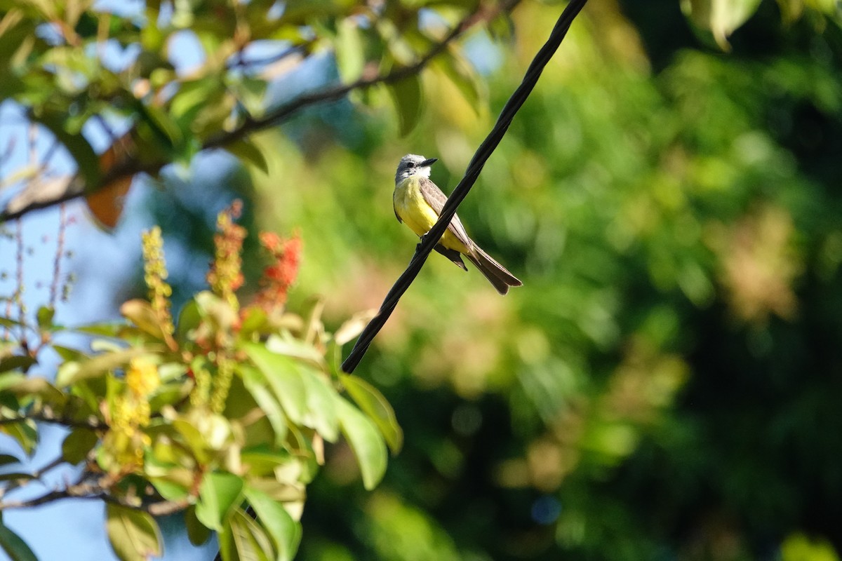 Tropical Kingbird - Betty Beckham