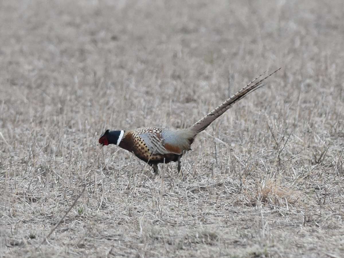 Ring-necked Pheasant - Kevin McGann
