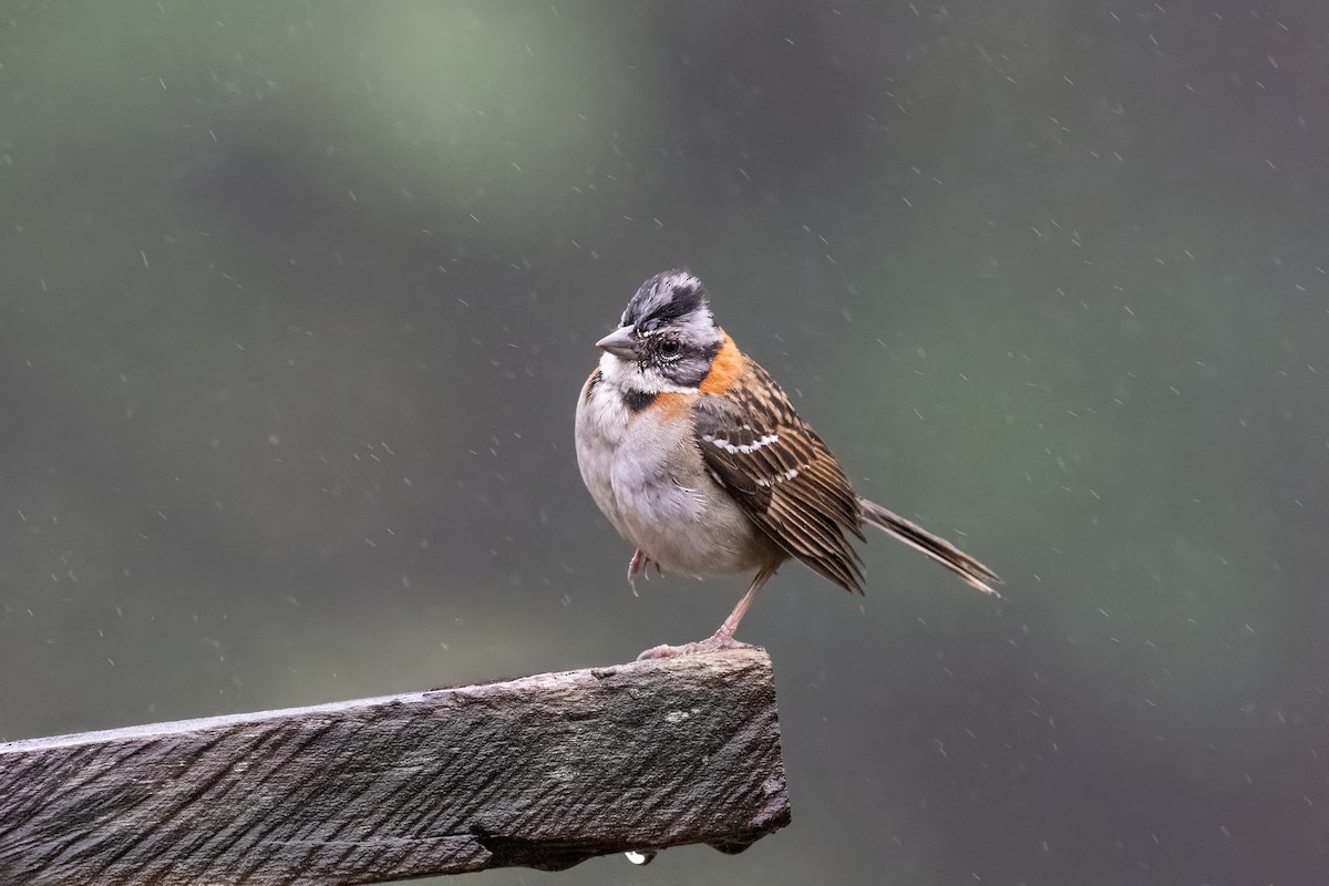 Rufous-collared Sparrow - Diego Emerson Torres