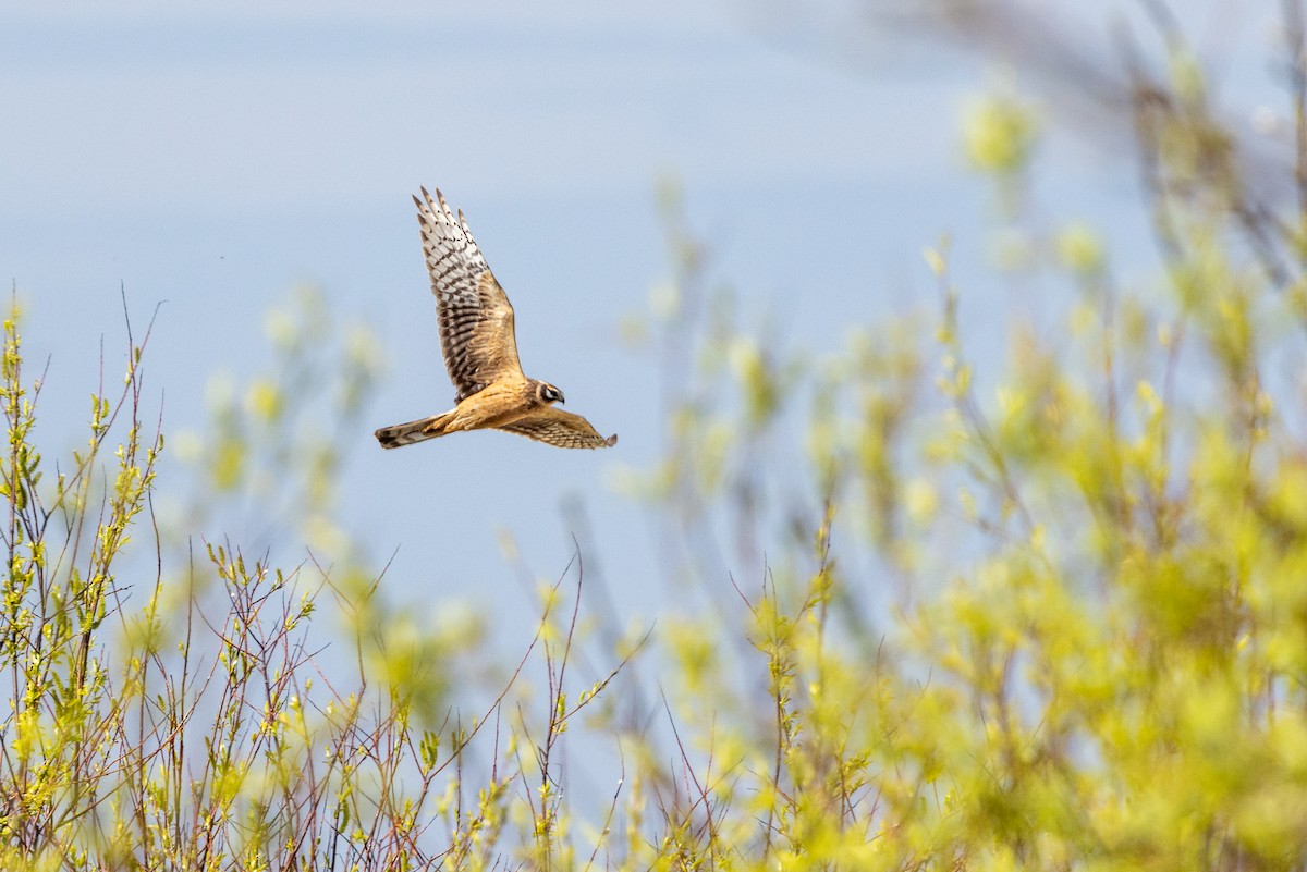 Pallid Harrier - ML618163883