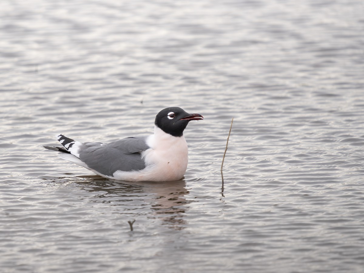 Franklin's Gull - ML618163895