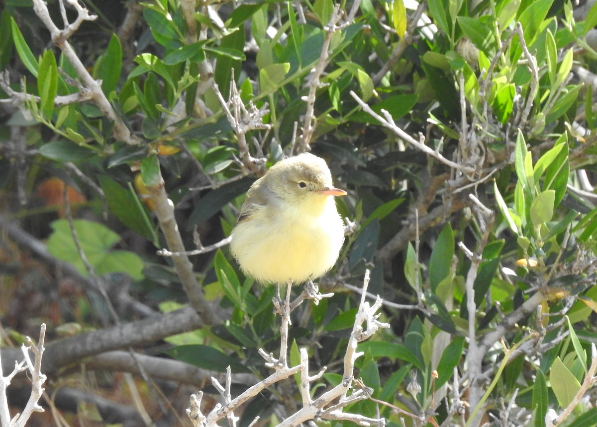 Icterine Warbler - Lorenzo Pini