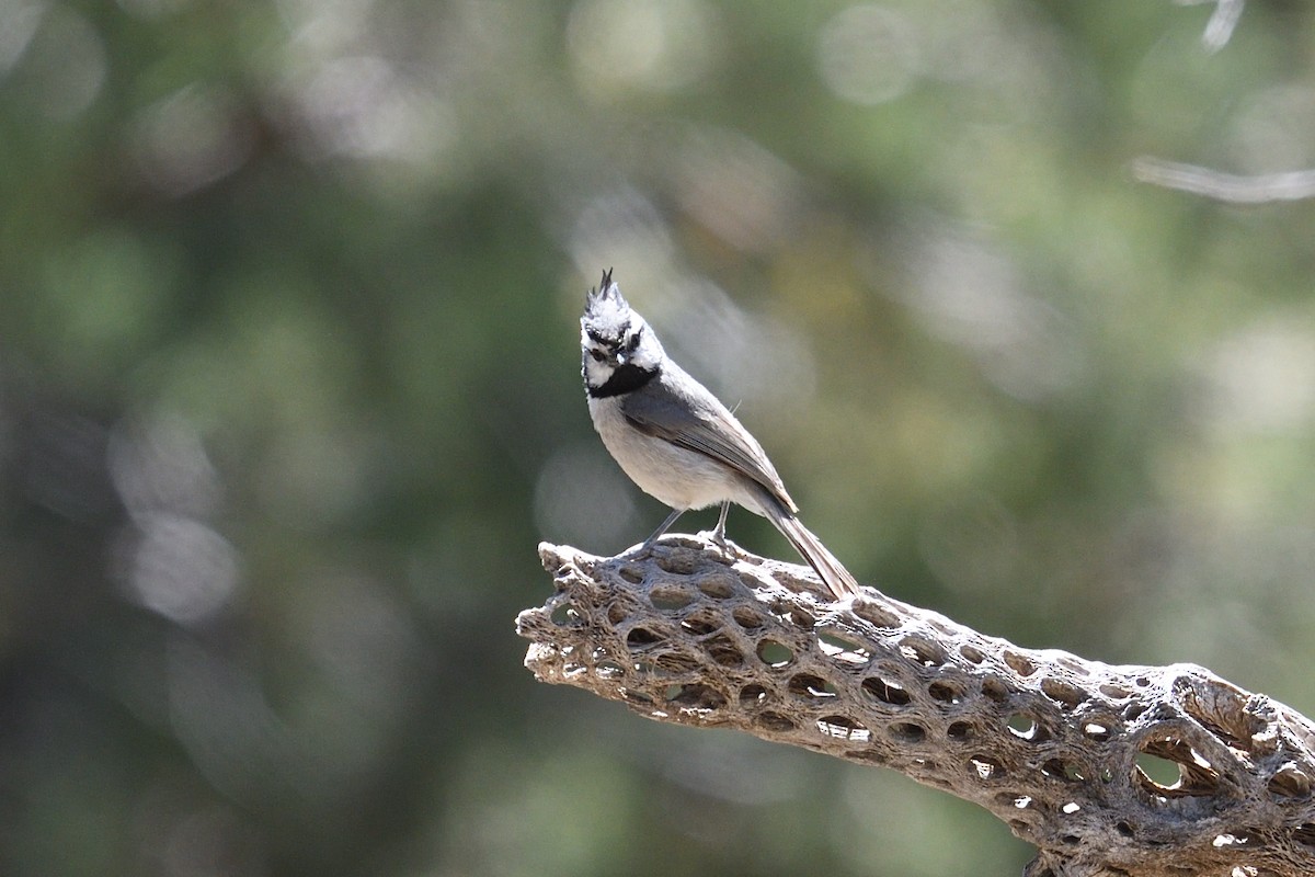 Bridled Titmouse - Shane Carroll