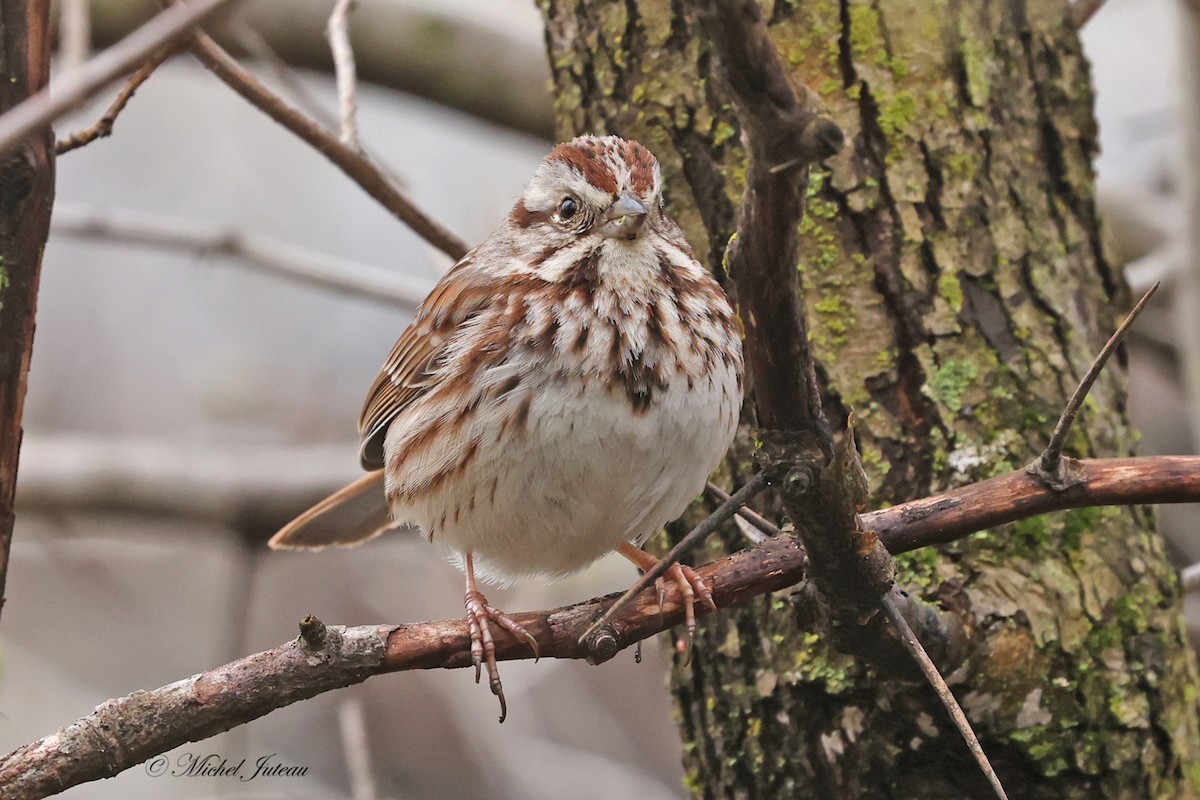 Song Sparrow - Michel Juteau