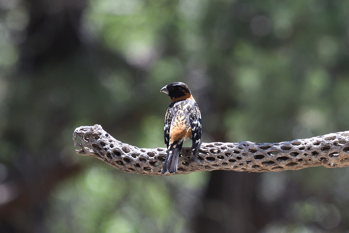 Black-headed Grosbeak - Shane Carroll