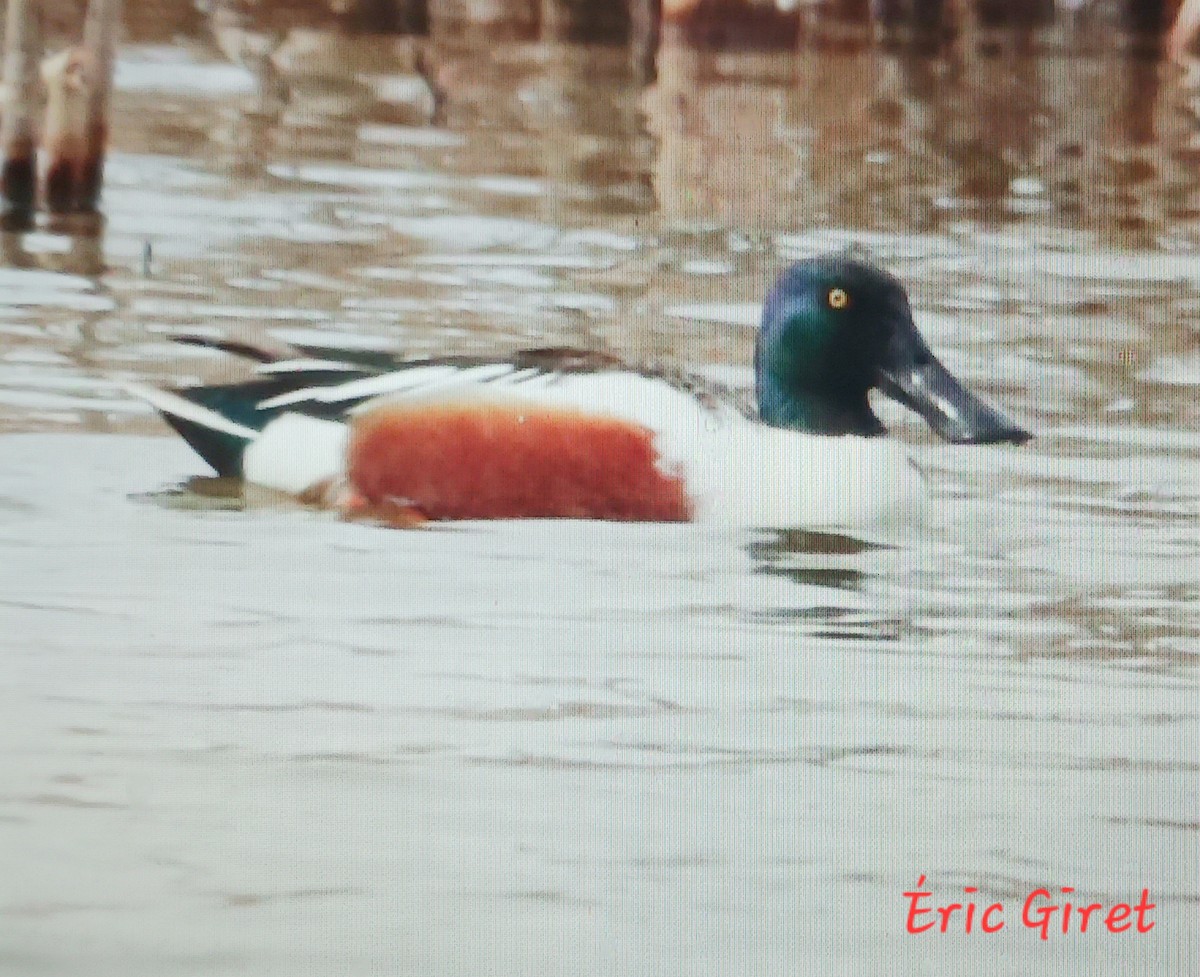 Northern Shoveler - Éric giret