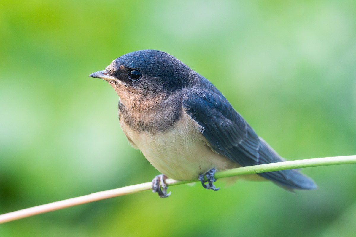 Barn Swallow - Nicolas Mazzini