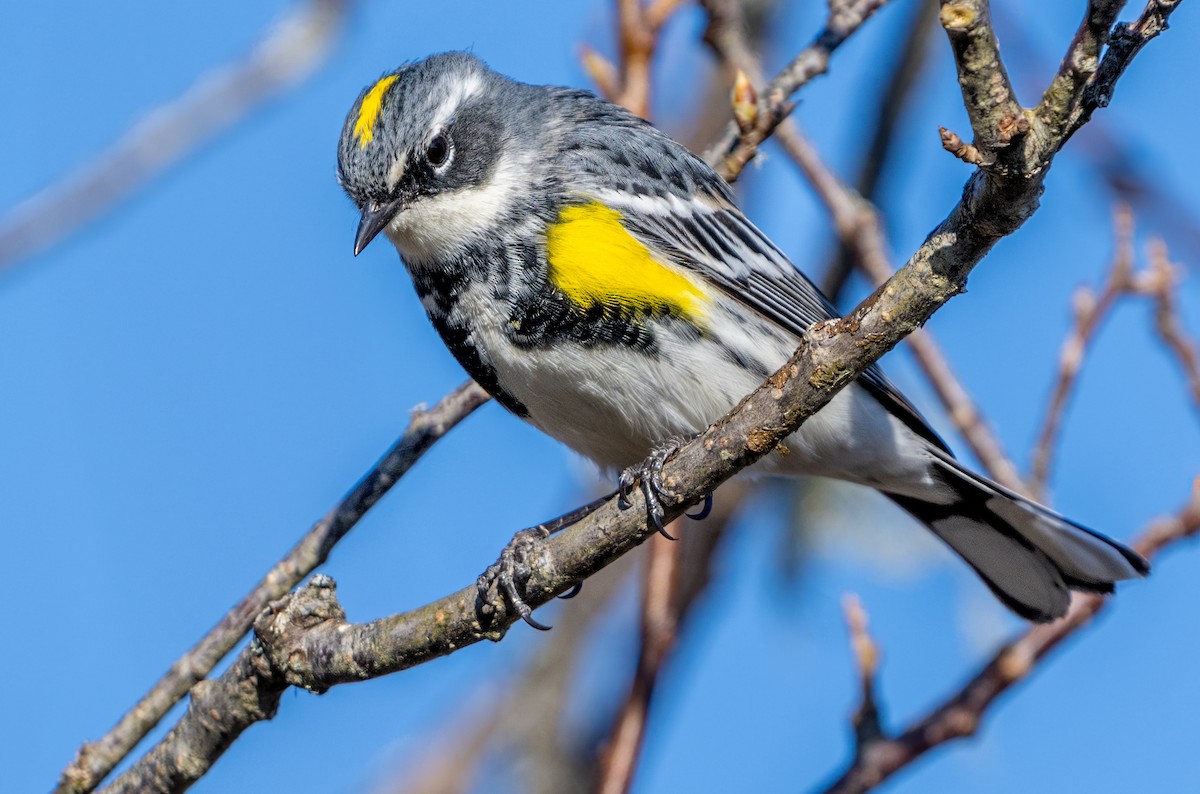 Yellow-rumped Warbler - Jim Carroll