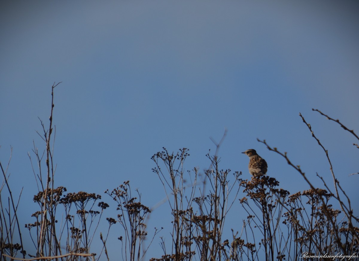 Wood Lark - Rasmus Olsson