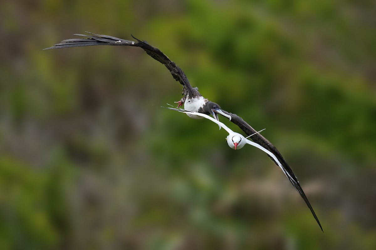 Magnificent Frigatebird - Alan Lenk