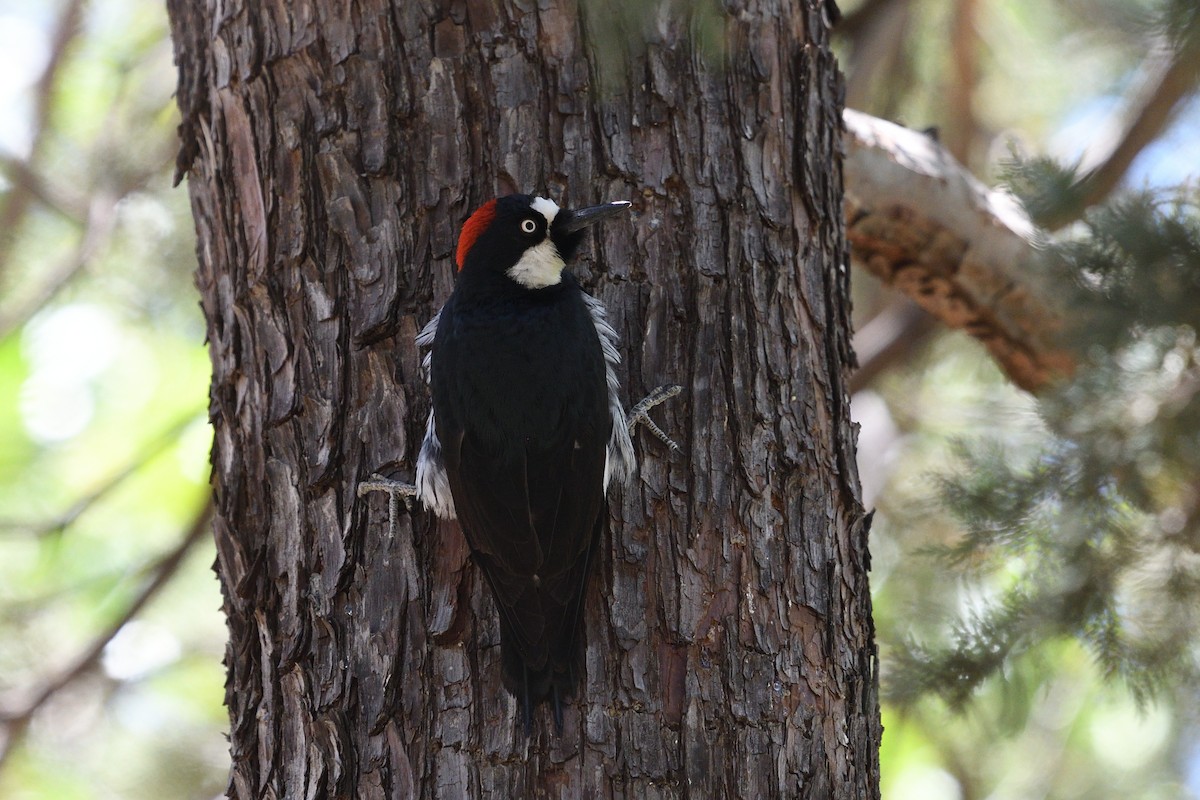 Acorn Woodpecker - Shane Carroll