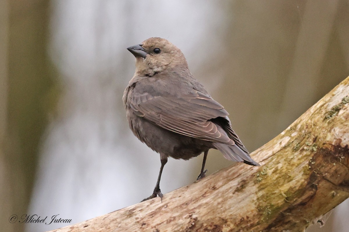 Brown-headed Cowbird - Michel Juteau