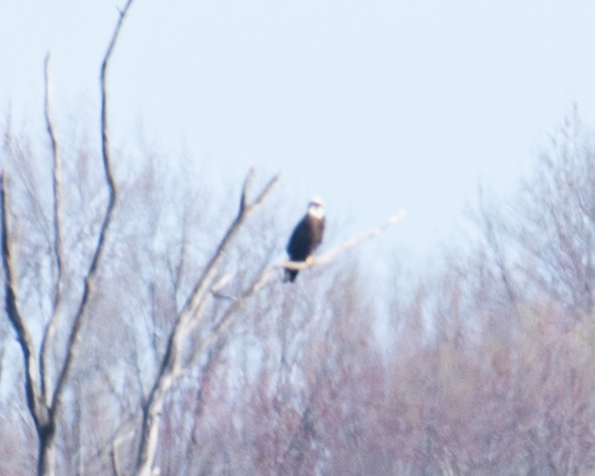 Bald Eagle - Martin Tremblay