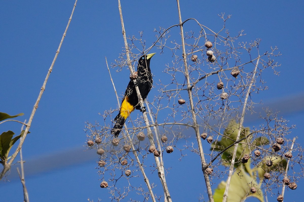 Crested Oropendola - Betty Beckham