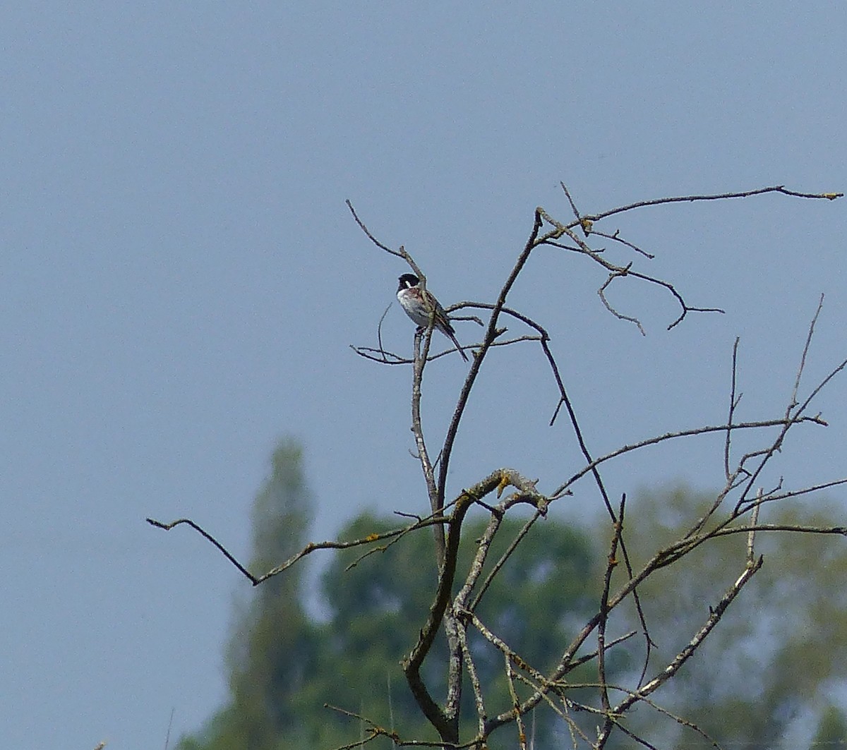 Reed Bunting - Simon Warford