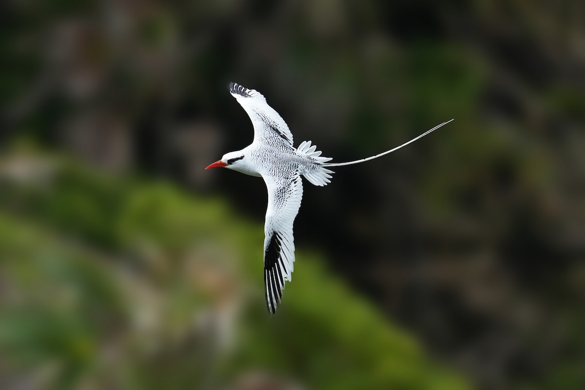 Red-billed Tropicbird - ML618164010