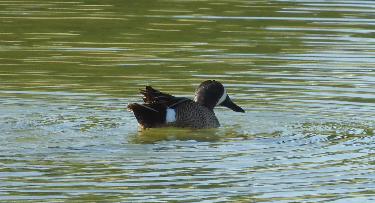 Blue-winged Teal - ML618164016