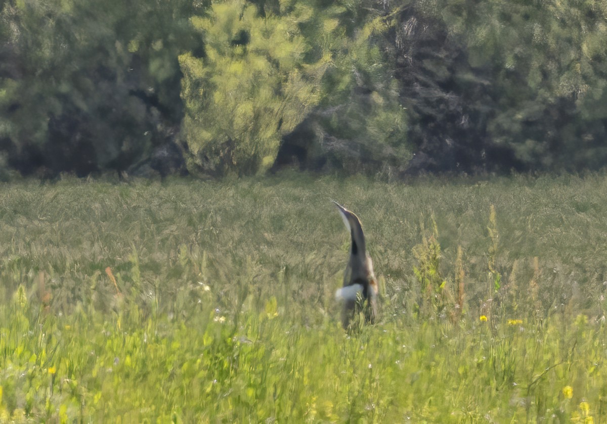 American Bittern - Jerry Ting