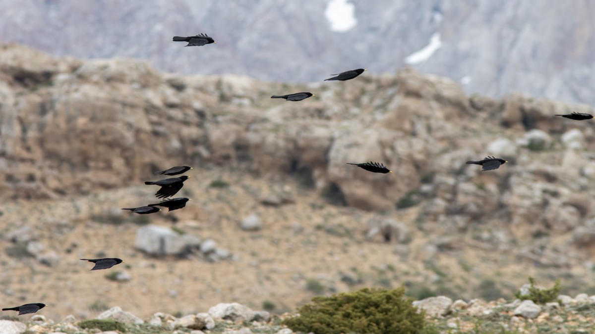 Yellow-billed Chough - Volkan Donbaloglu