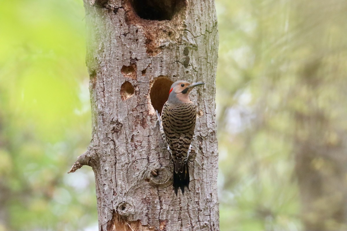 Northern Flicker - Jack Hagan