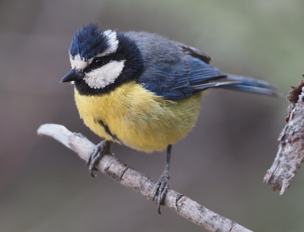 African Blue Tit - ML618164031