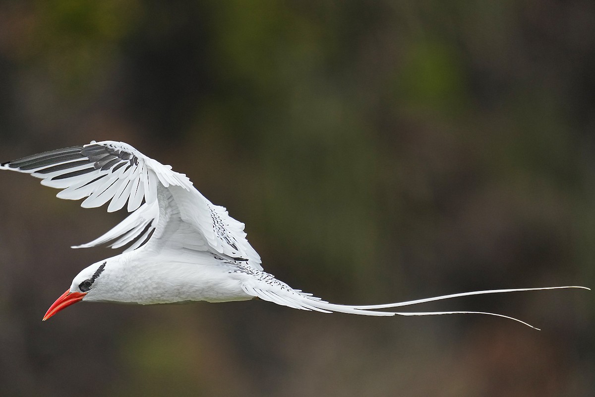 Red-billed Tropicbird - ML618164035