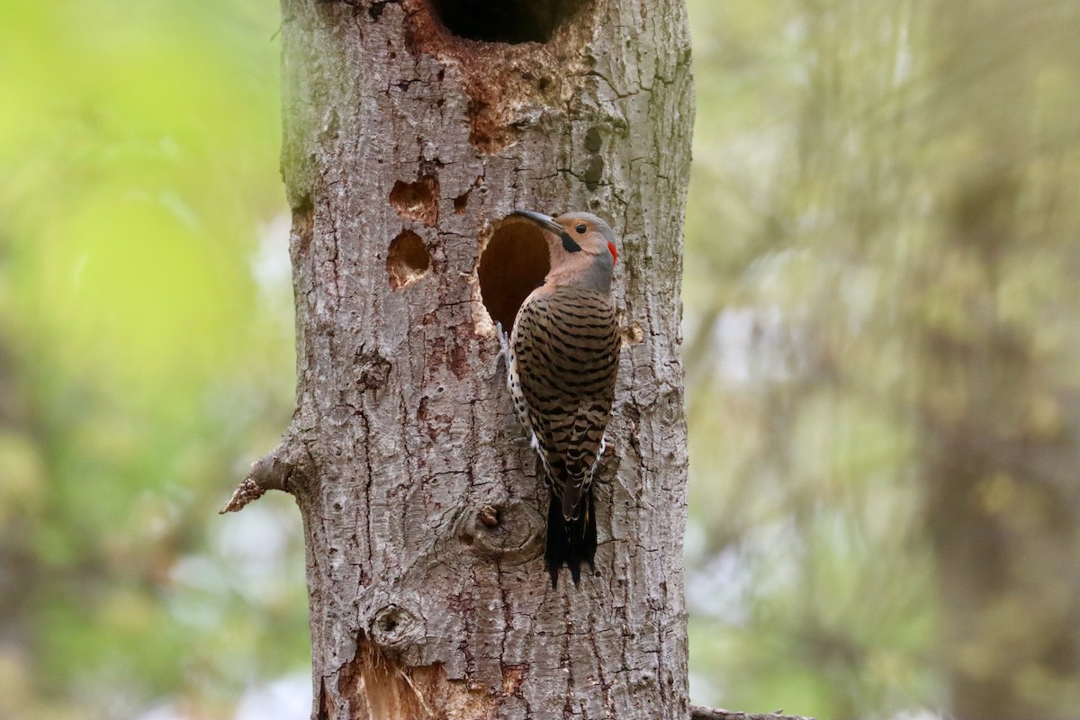 Northern Flicker - Jack Hagan