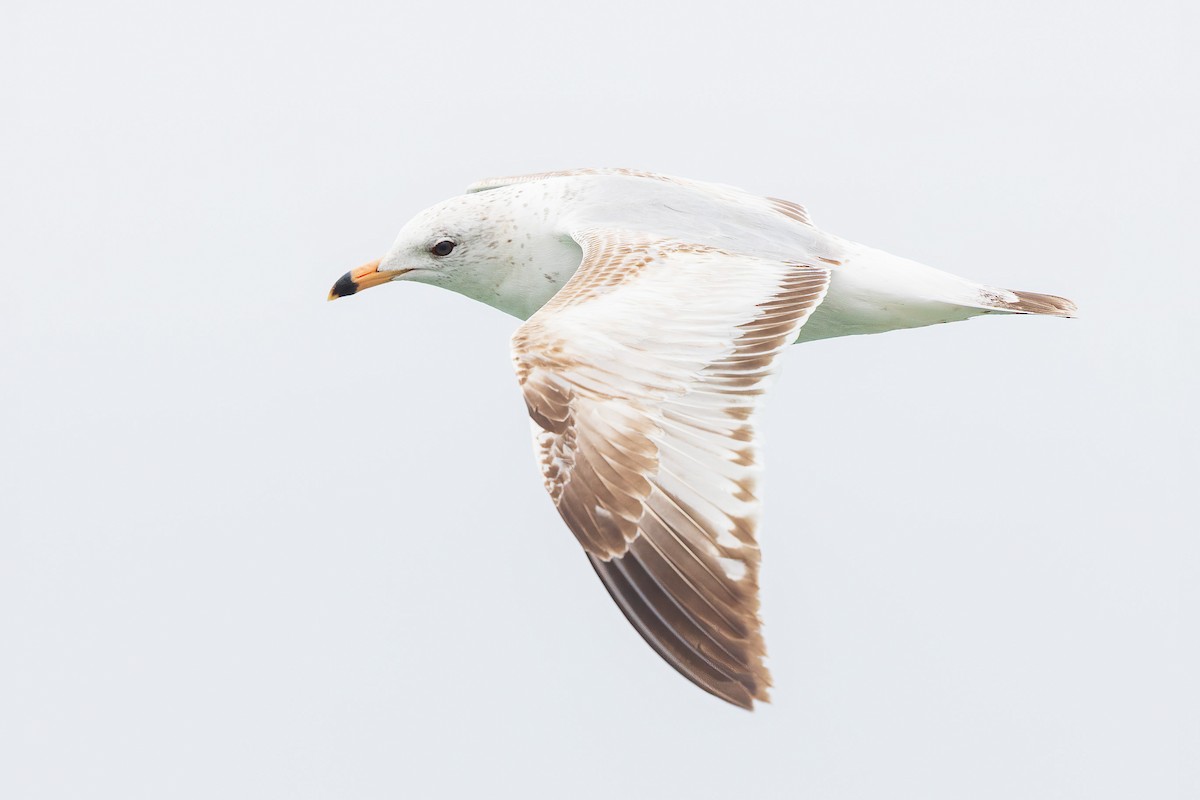 Ring-billed Gull - Brian Stahls