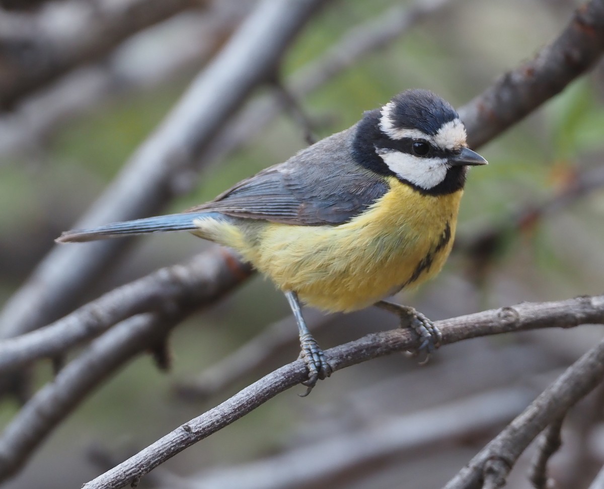 African Blue Tit - ML618164056