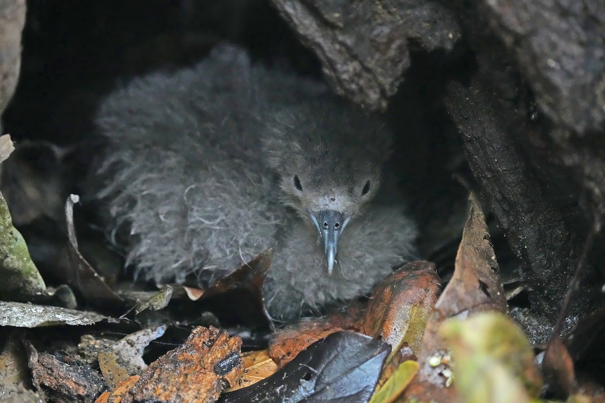 Audubon's Shearwater - ML618164061