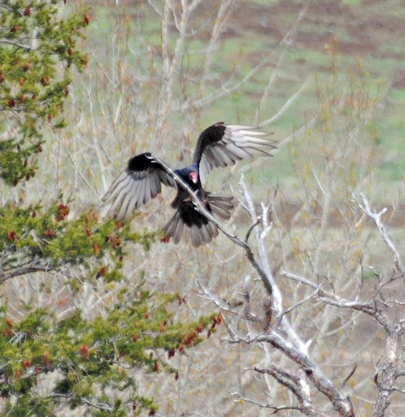 Turkey Vulture - ML618164073