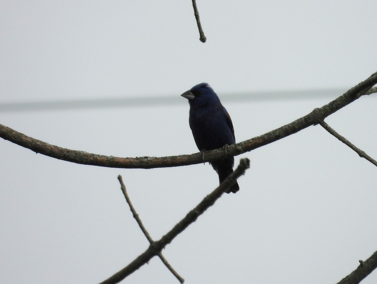 Blue Grosbeak - Paolo Matteucci